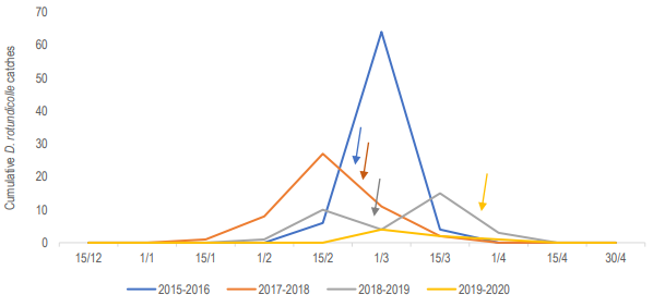 Diploschema rotundicolle flight
period in Kiyú groves, throughout the four surveyed
seasons (2015-2020). Arrows indicate oviposition damage observation dates.
Total catches are not comparable since devices (meshes and light traps)
evaluated per grove per season were not equivalent. Cumulative
data is shown for better observation of the peak