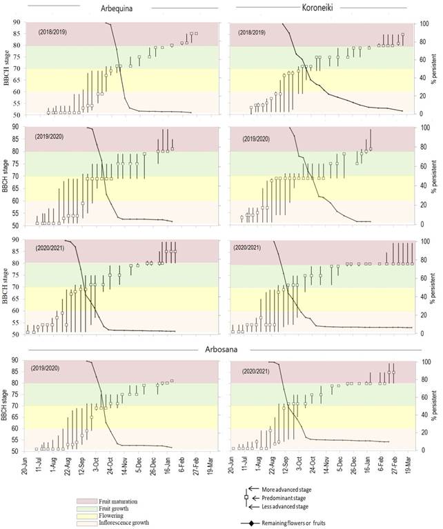 Occurrence of reproductive phenological stages of BBCH scale (left axis), and
percentage of flowers or fruits persistent in the shoots (right axis),
evaluated along 3 reproductive seasons in ‘Arbequina’ and ‘Koroneiki’, and 2
seasons in ‘Arbosana’ olive trees, in Chapecó, Brazil